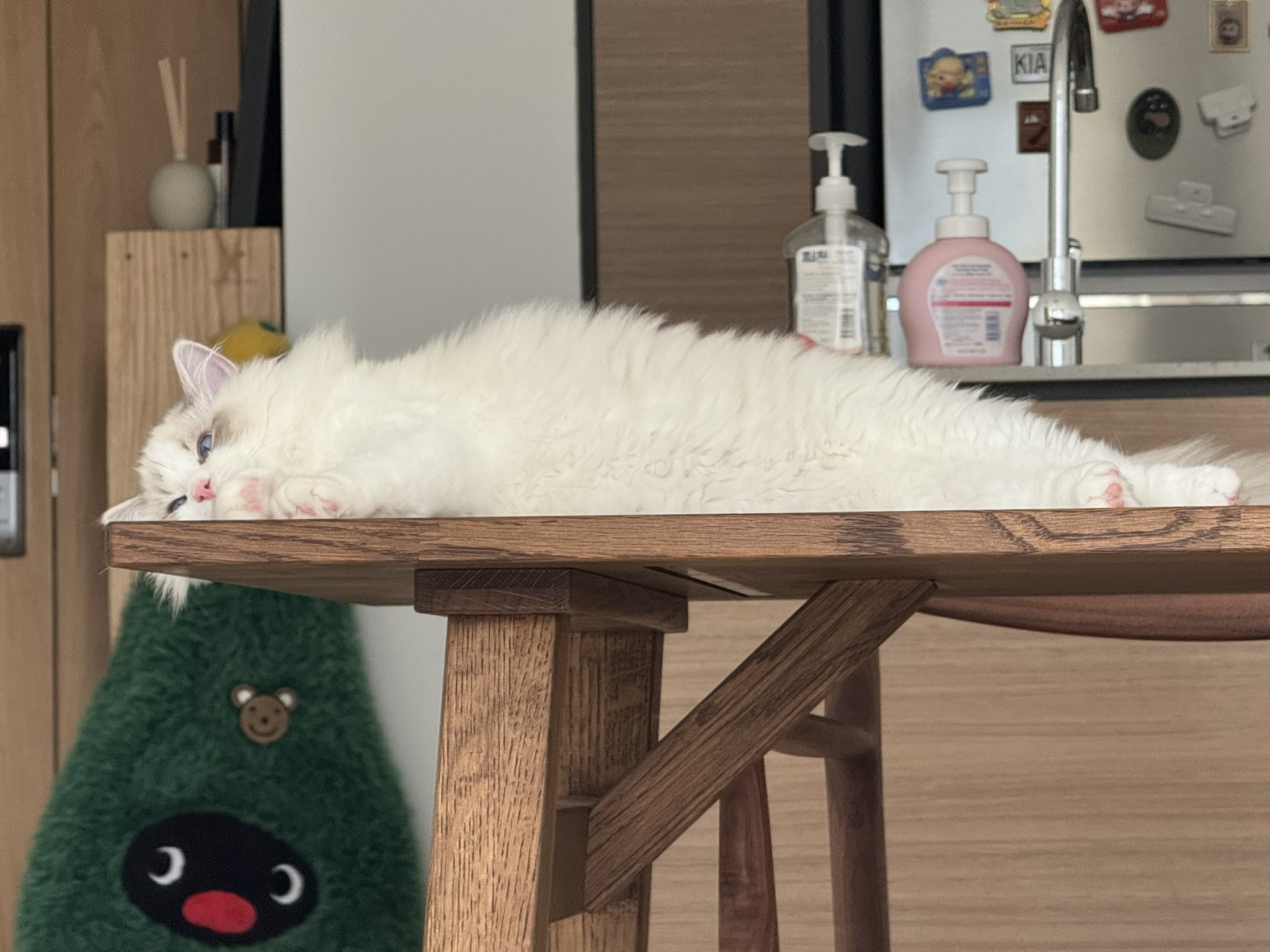 Cat on table